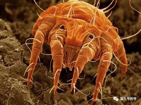 外阴表皮角化不全什么意思