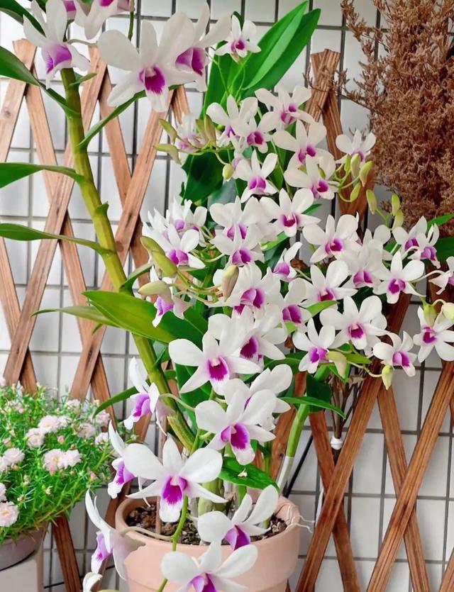 室内花卉品种