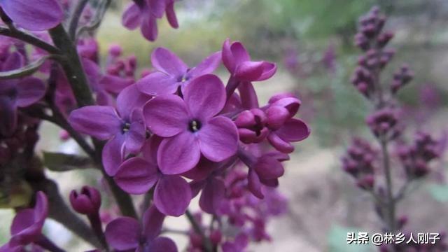 丁香花几月开