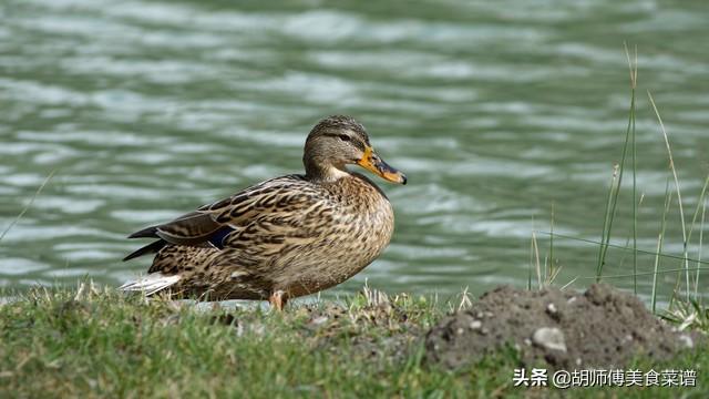 鴨子是什麼動物 – 周易天地