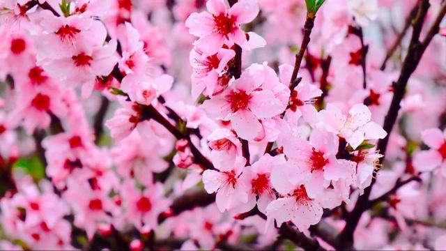 桃子在中国文化中象征着什么（桃子在中国文化中有什么样的寓意和象征）