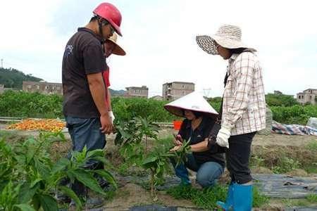 番石榴种植如何修剪和防治病虫害│番石榴种植技术2