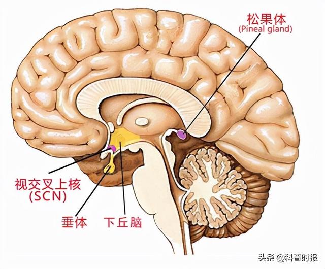 科普时报 优质睡眠有助提升大脑记忆准确度 太阳信息网