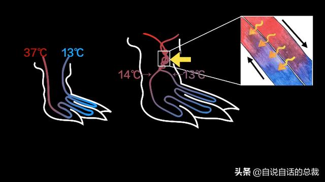 企鹅会飞么