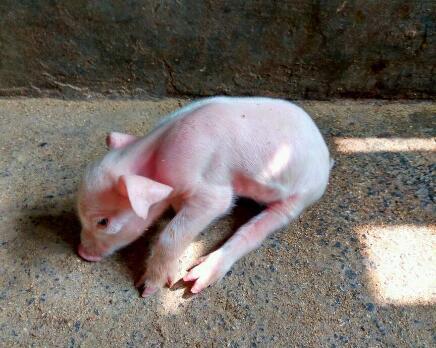 以及四肢无力,行走困难,无法站立,八字腿等症状;来认识下"仔猪抖抖病"