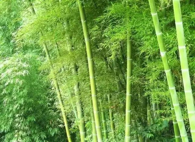 竹子的种类 竹子的种类（竹子的种类及特点） 生活