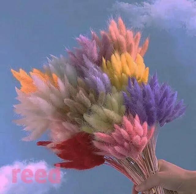 粉色康乃馨的花语