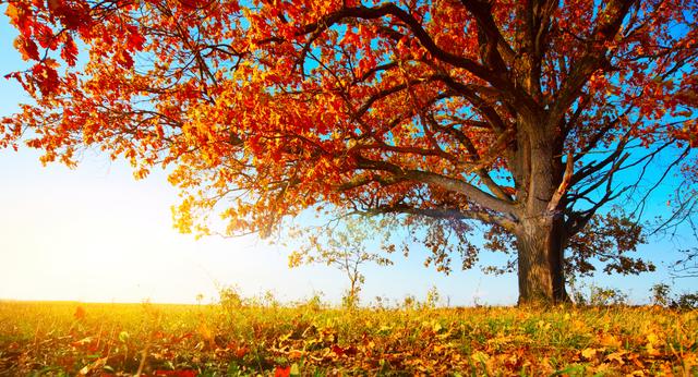 秋季养生，重在食疗，首推这7种食物，比吃药强多了