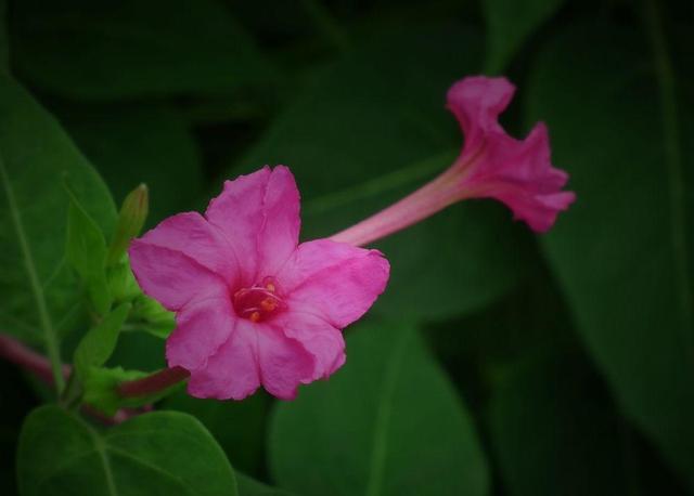 夜来香几月开花（夜来香不开花的原因）