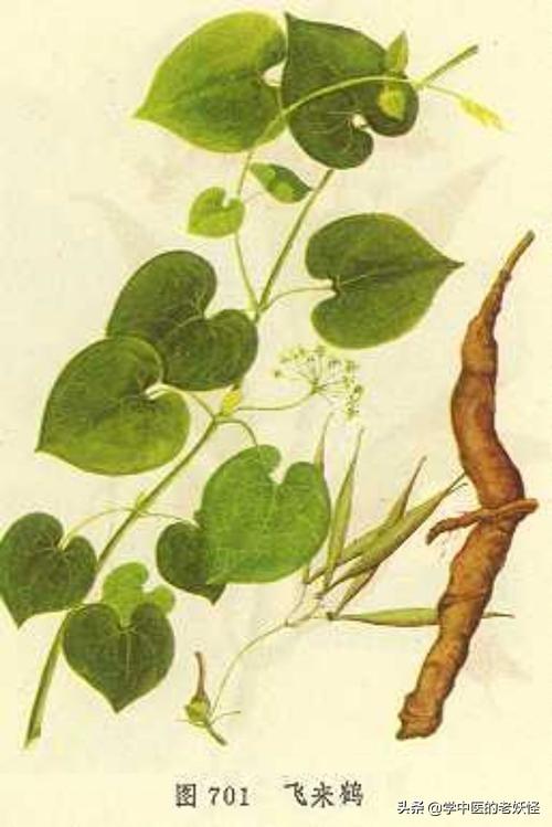 每天学习一味中药——隔山消