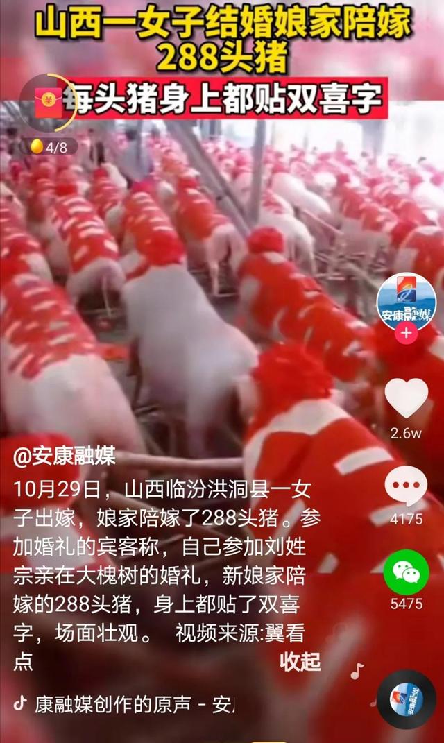 山西女子结婚，娘家陪嫁288头贴大红双喜的猪，此风当贺还是当刹