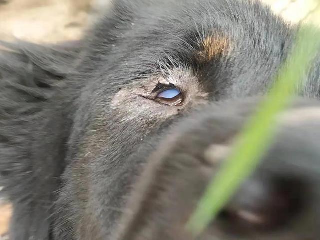 狗狗眼線蟲怎麼治(眼線蟲的根除方法)-艾拉養犬