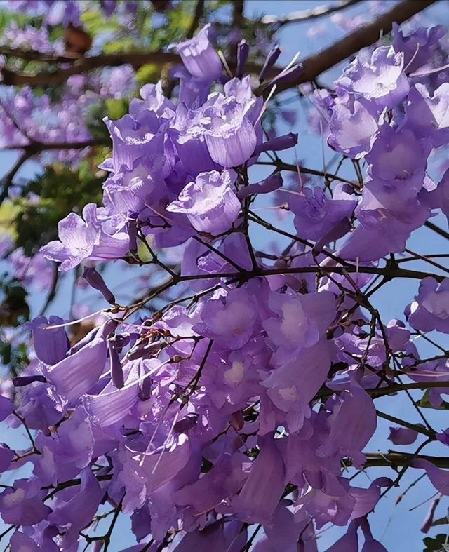 花卉名称
