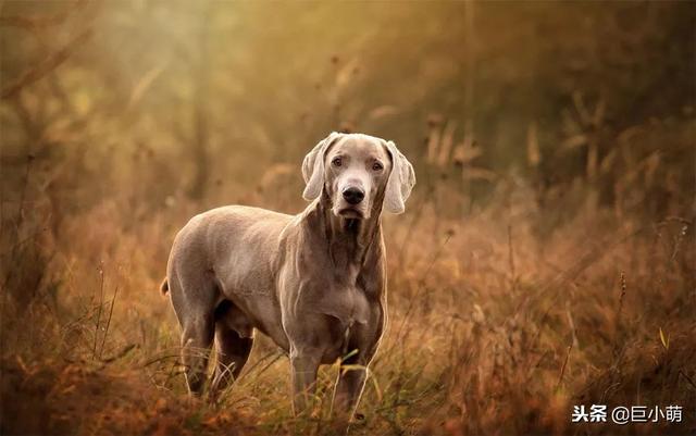 威玛猎犬 威玛猎犬（威玛猎犬多少钱一只） 动物