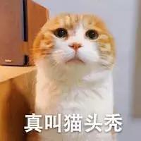 猫癣