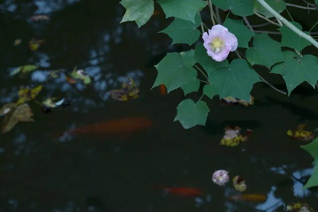 芙蓉花几月开