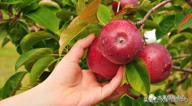 苹果的种类 苹果的种类（苹果的种类有什么） 生活