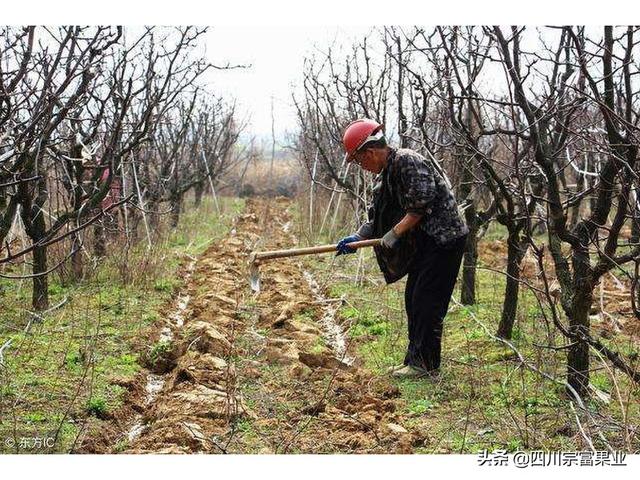 梨子这个病害严重造成烂果，造成产量衰退，应及时采用方法防治5