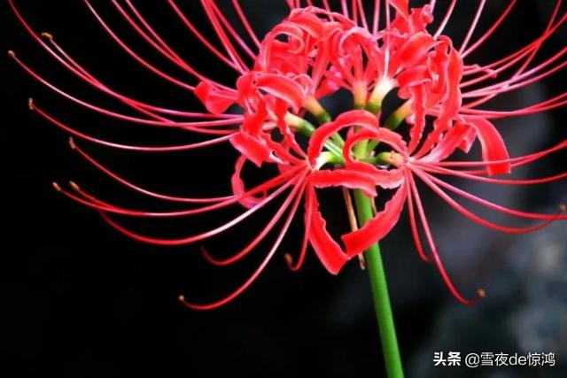 彼岸花開 彼岸葉發 中國熱點