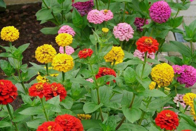 百日菊 百日菊「百日菊古诗词」 生活