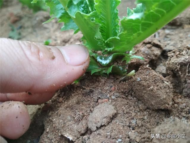 油麦菜细茎中空、抽薹？通过加强土壤间作套种等管理，延长采收期12