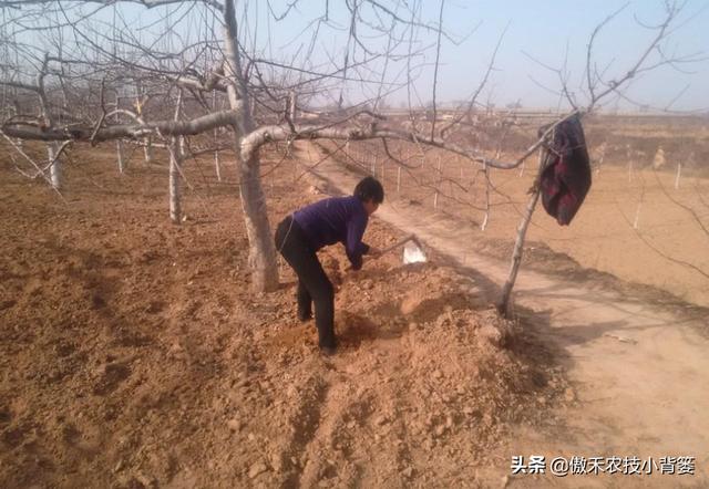 春季苹果萌芽期，要早施肥水、早修剪、早刻芽、早疏蕾、早喷药3