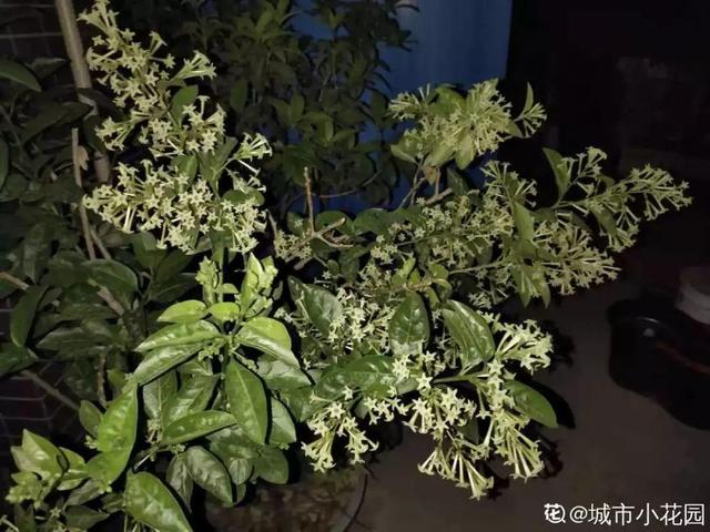 这花没开前像韭菜，忍住别割，一开花就美爆12