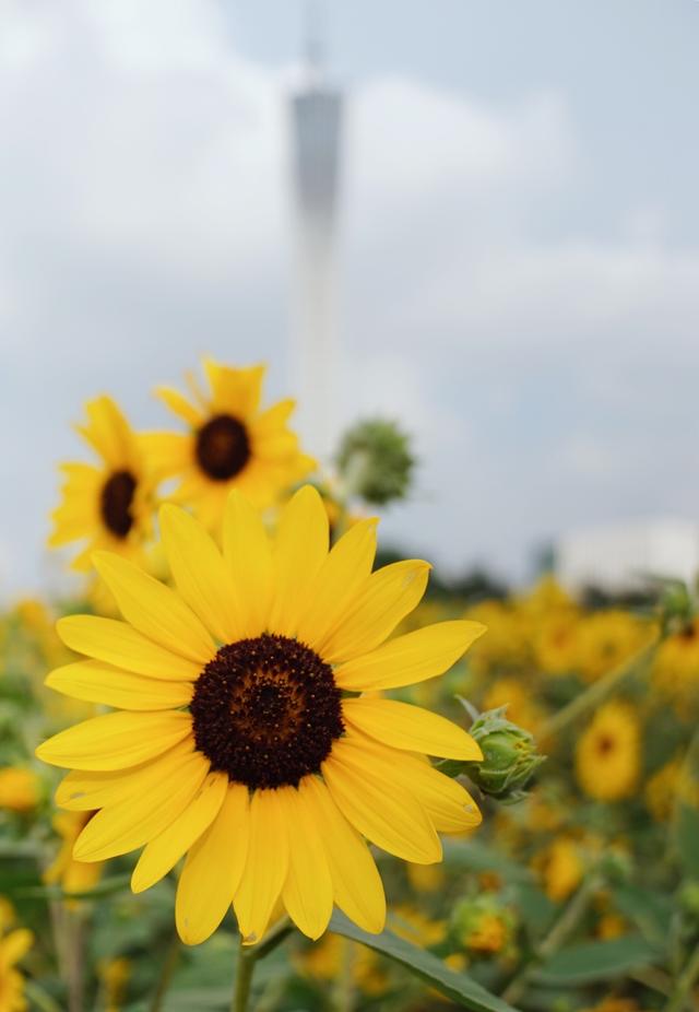 澳门的市花是什么