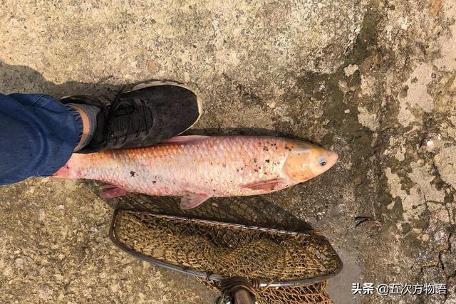 鱼鳞红色变白色