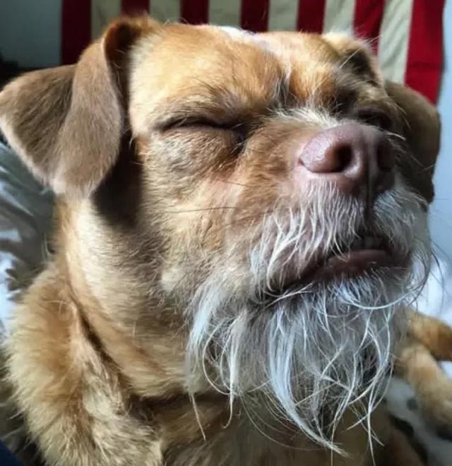 狗狗胡子白了代表什么(狗狗长白胡子怎么回事)-艾拉狗狗乐园