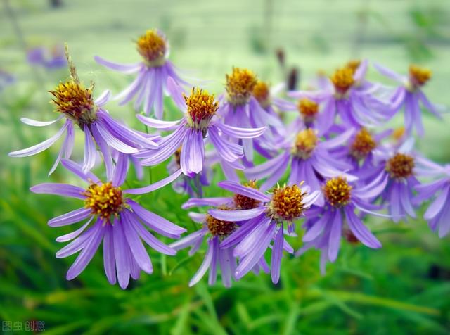 白菊花代表什么意思