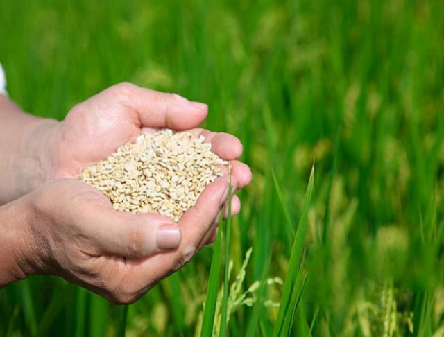 能源危机后遗症，粮价将上涨？我国会如何应对？