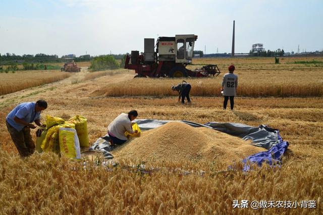 麦子什么时候成熟