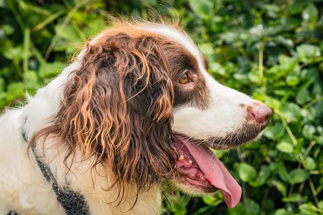 德国防暴犬 德国防暴犬（德国防爆制动器） 动物