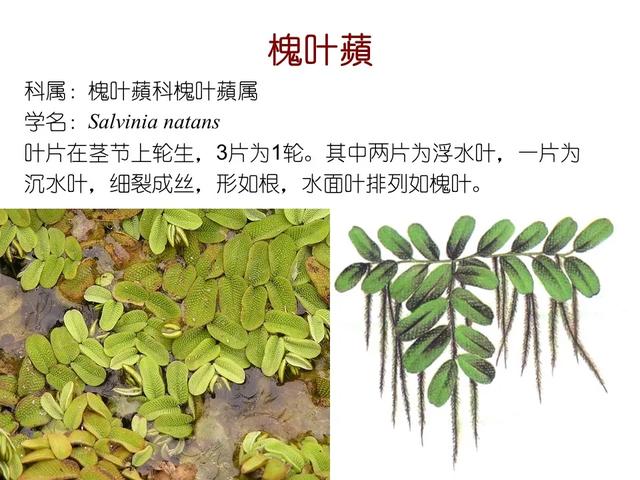 水生植物种类