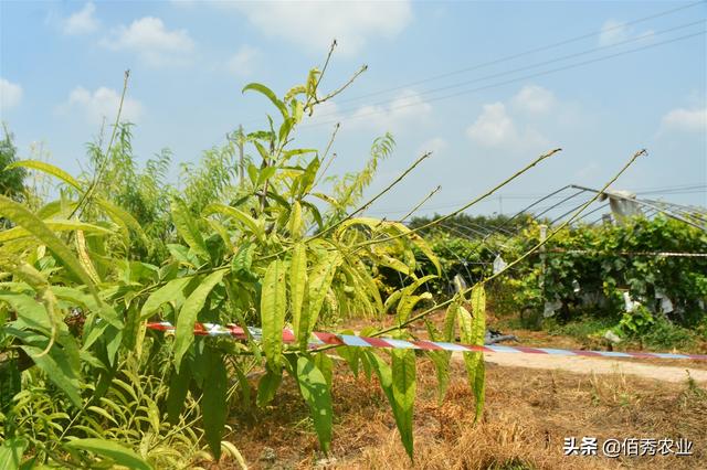 桃树叶片穿孔脱落，树体黄化难治愈，农民朋友应掌握3种防治技巧6