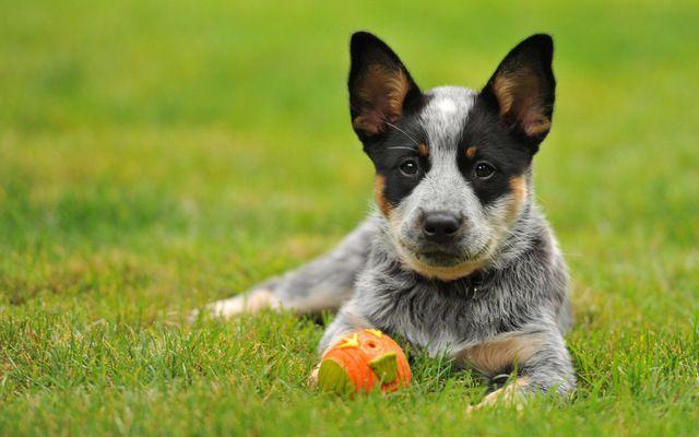 十大聪明犬排名 十大聪明犬排名（杜宾犬） 动物