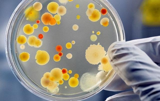 馒头能在冰箱里放多久？医生：超这个时间，或会产生“黄曲霉菌”