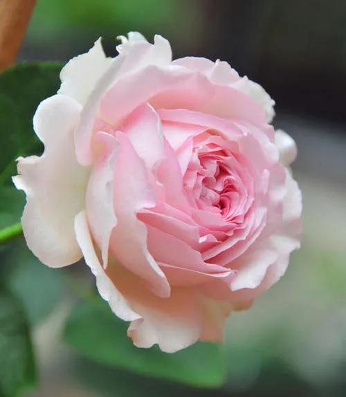 月季花品种