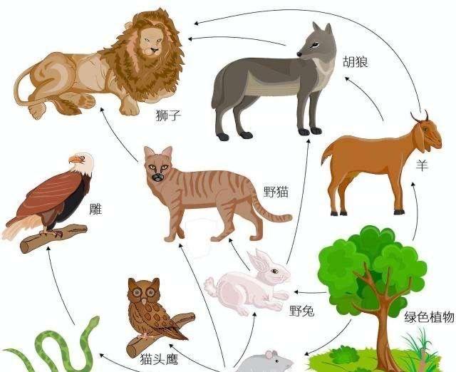 狼为什么不咬哈士奇的手，狼为什么不咬哈士奇视频