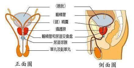 分泌透明液体