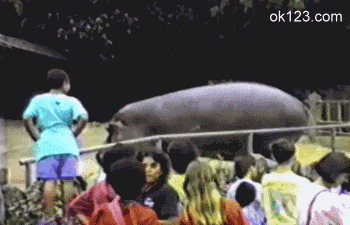 爆笑的动图GIF：年纪轻轻吃蟹技能就点满了