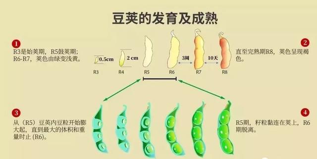 黄豆的生长过程