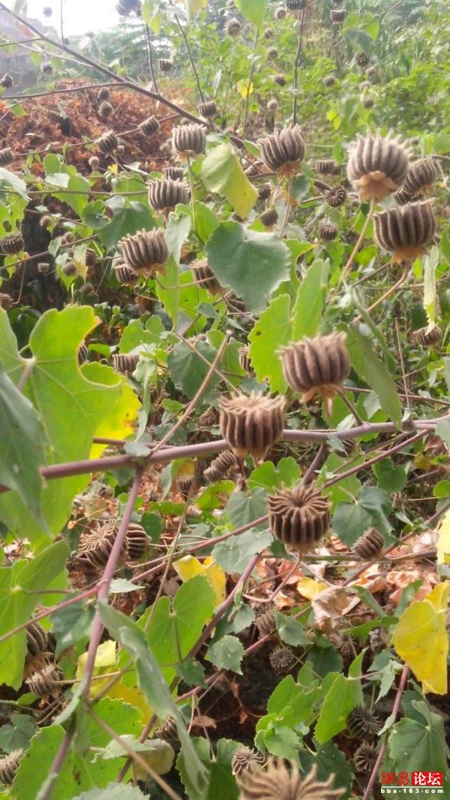 磨盘草(磨盘草根的功效与作用) | 伯乐创业网