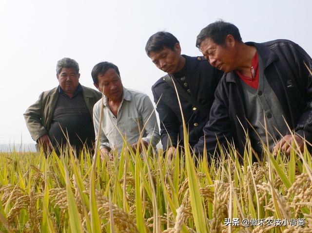 种植水稻巧补硅，前期长势好、后期产量高！水稻硅肥正确使用方法5