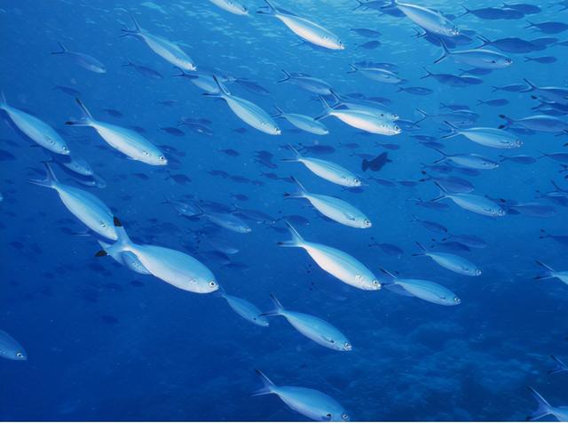 《柳叶刀》：中国因饮食问题，导致的癌症及心血管死亡率排在第一