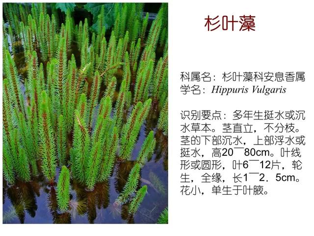 常见水生植物