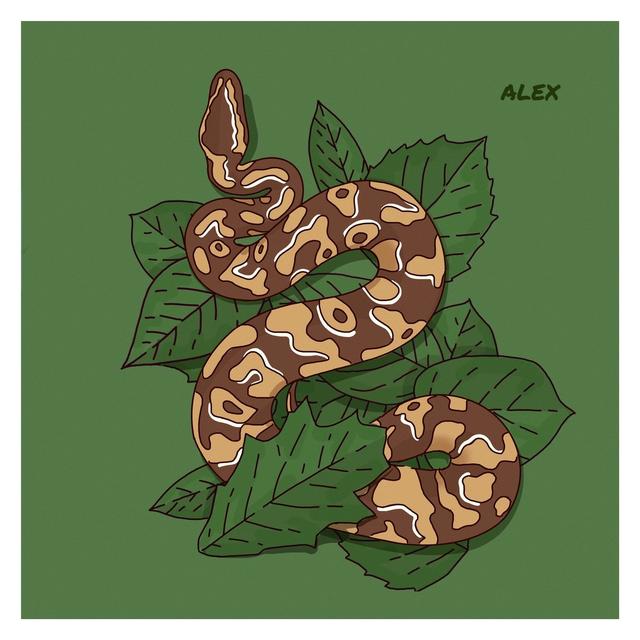 球蟒(球蟒有毒吗) 资讯 第1张