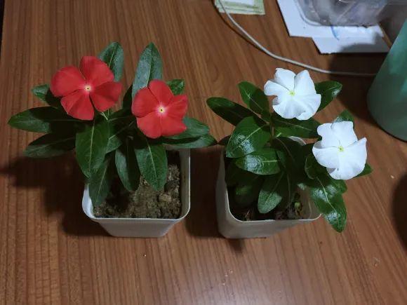 纸巾催芽法