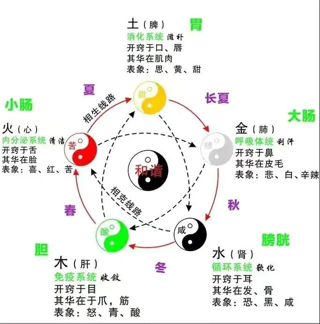 五脏总论之一：脾肺，混元为一也